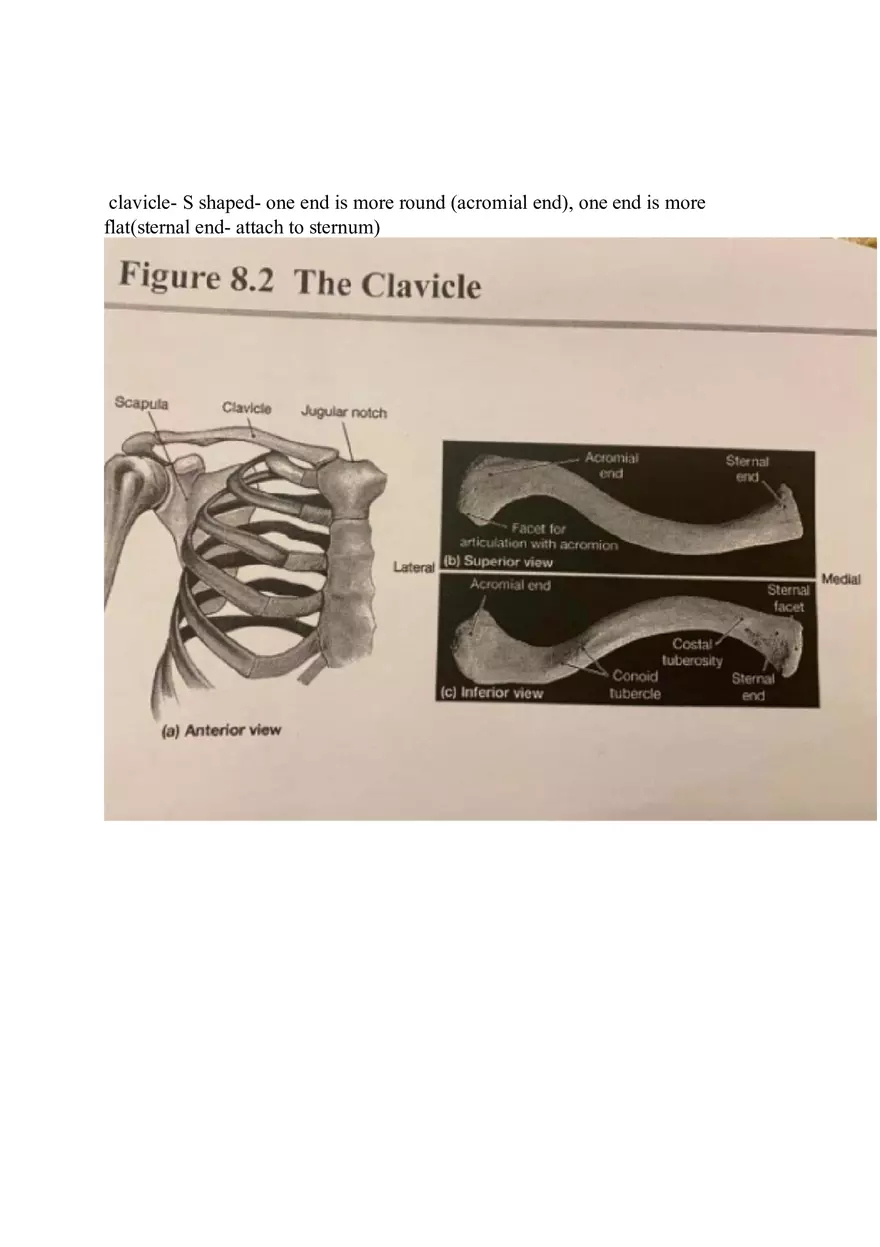 Appendicular Pamphlet Study Guide - Page 2