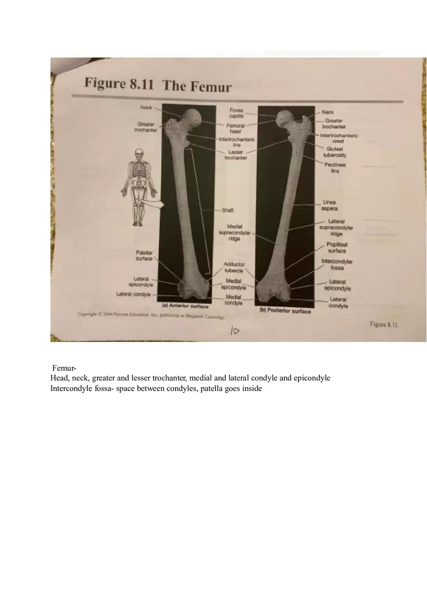 Appendicular Pamphlet Study Guide - Page 3
