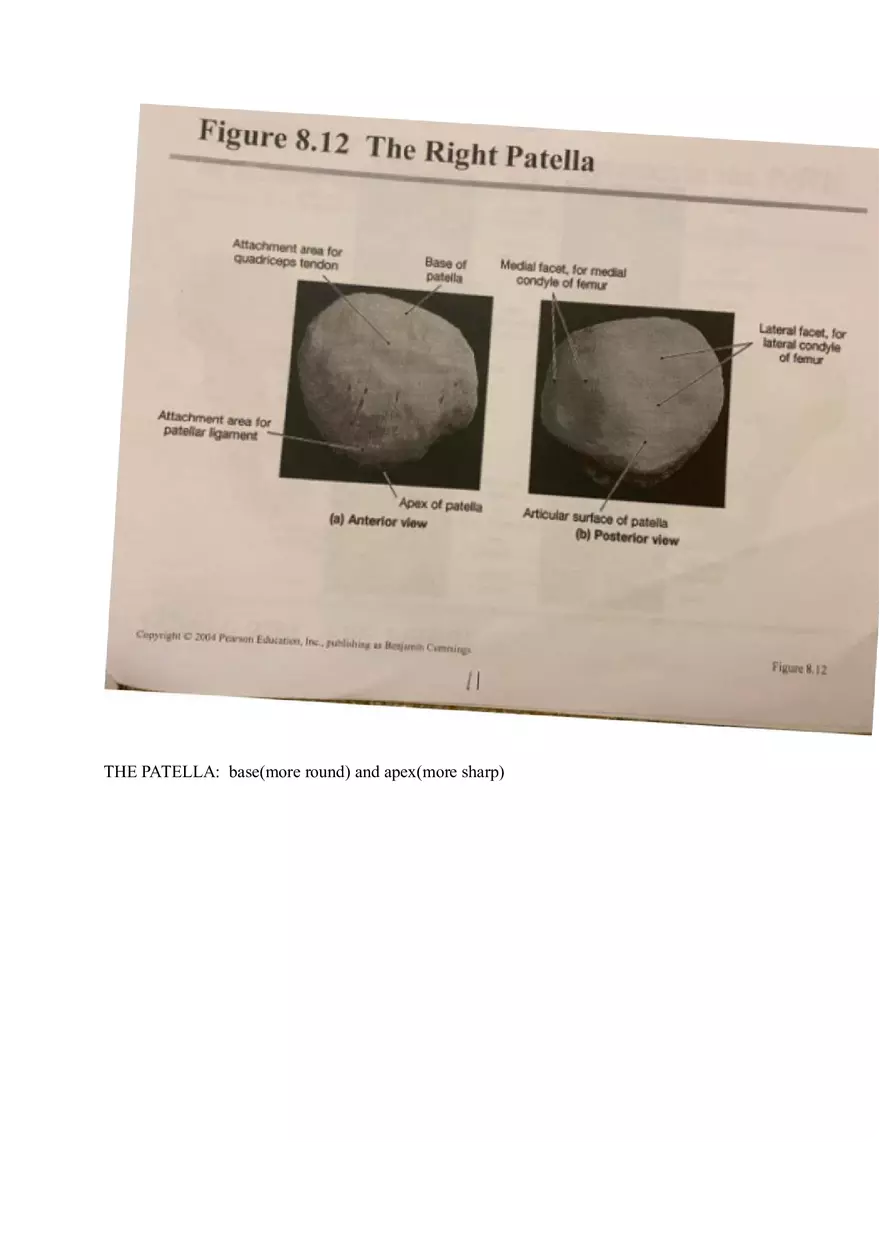 Appendicular Pamphlet Study Guide - Page 4