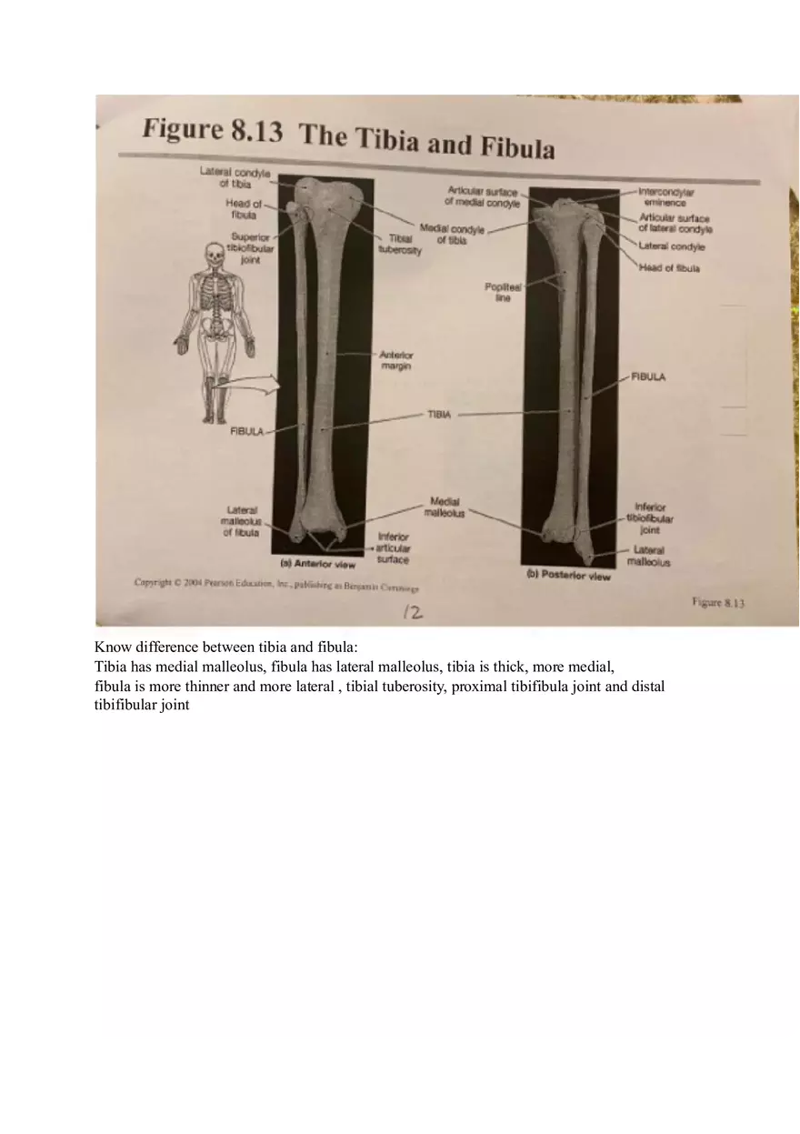 Appendicular Pamphlet Study Guide - Page 5