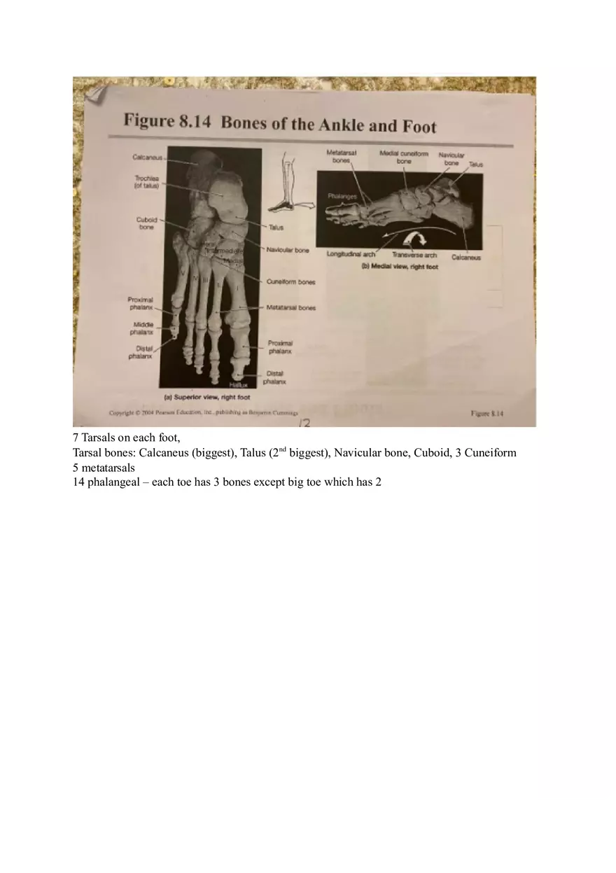 Appendicular Pamphlet Study Guide - Page 6
