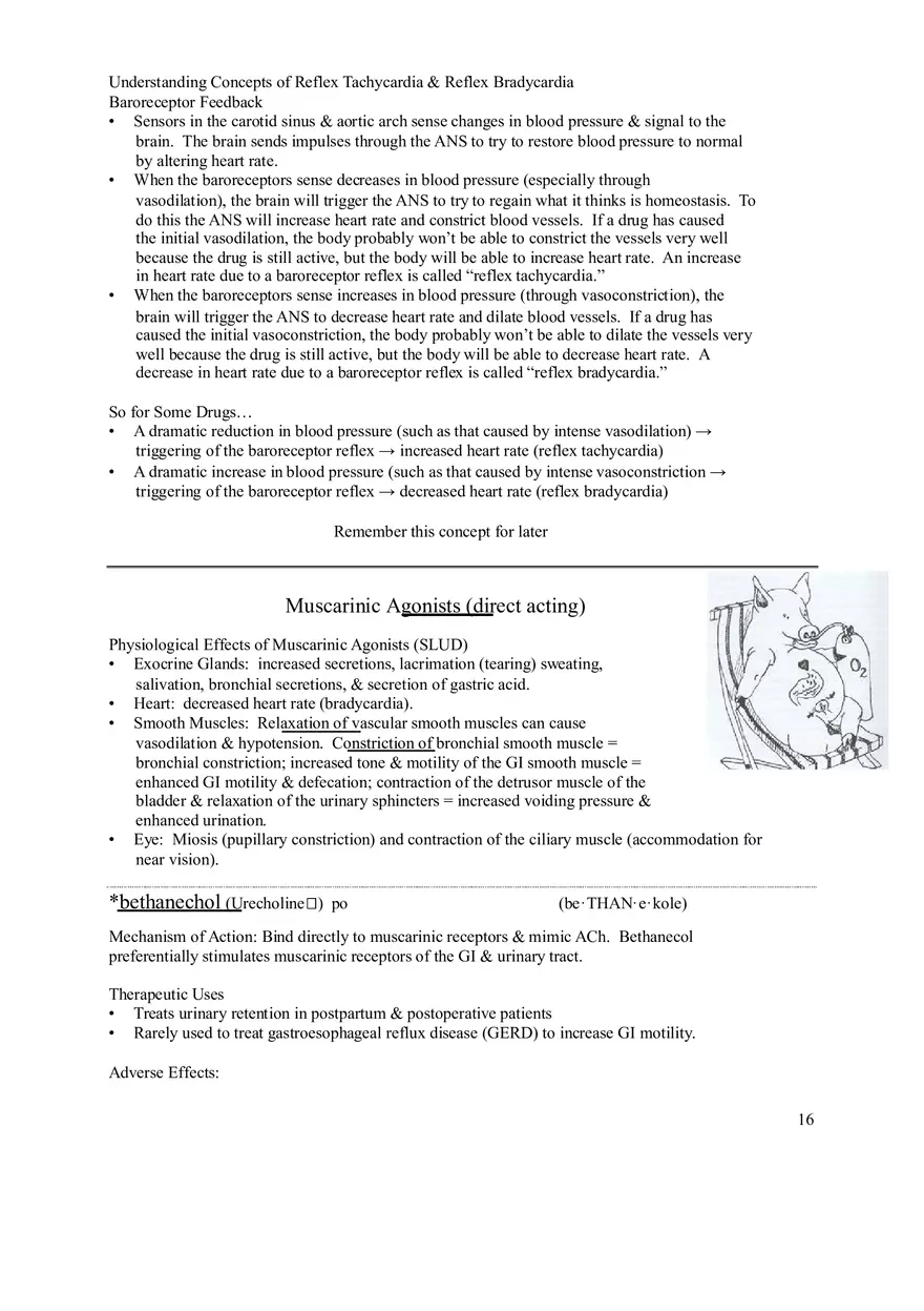 Clinical Pharmacology Study Guide (Autonomic Nervous System) - Page 4