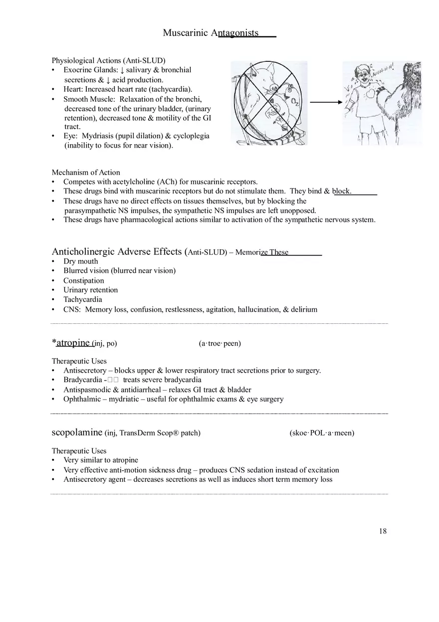 Clinical Pharmacology Study Guide (Autonomic Nervous System) - Page 6