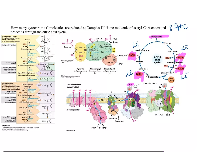 Biochemistry Practice Problems - Molecule of Fructose - Page 7