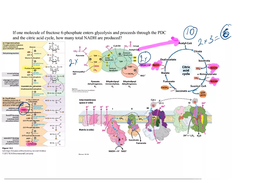 Biochemistry Practice Problems - Molecule of Fructose - Page 1