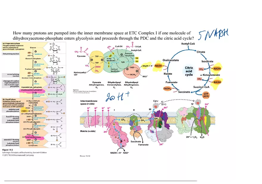 Biochemistry Practice Problems - Molecule of Fructose - Page 3