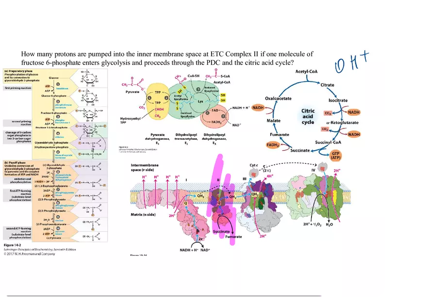 Biochemistry Practice Problems - Molecule of Fructose - Page 4