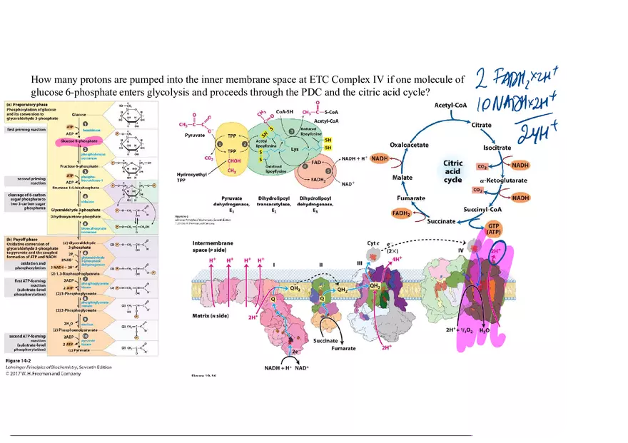 Biochemistry Practice Problems - Molecule of Fructose - Page 6