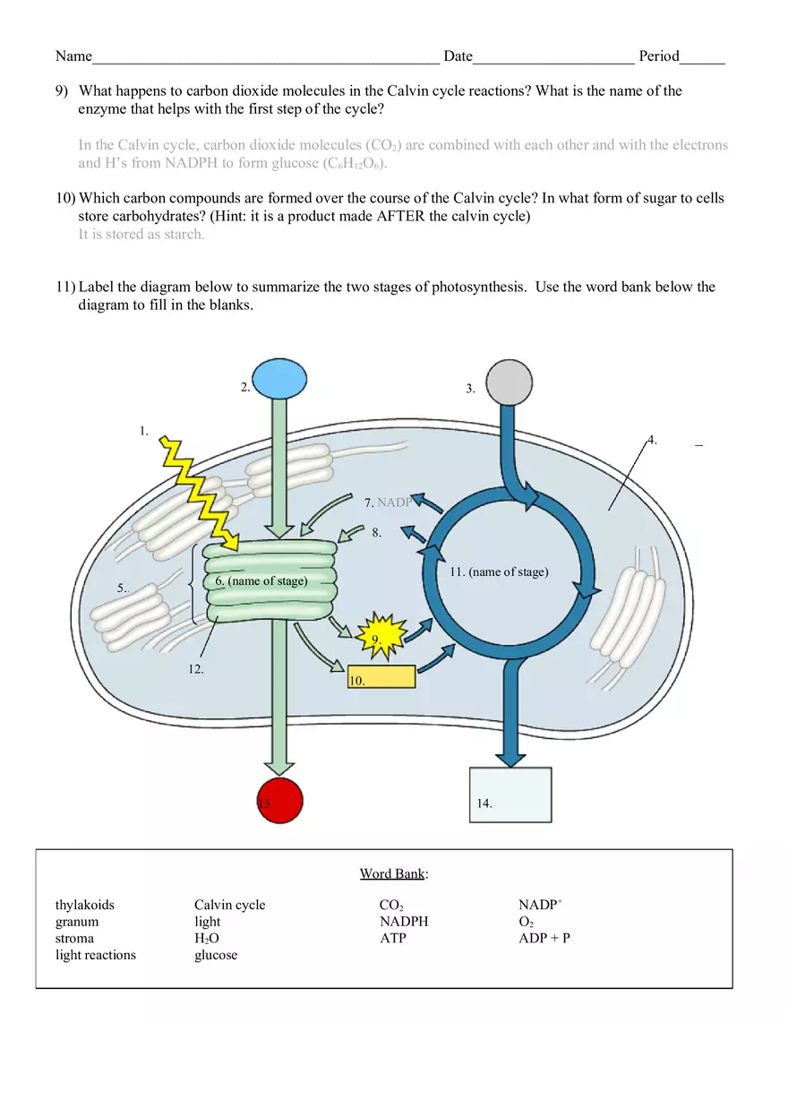 Photosynthesis Review Worksheet - Page 3