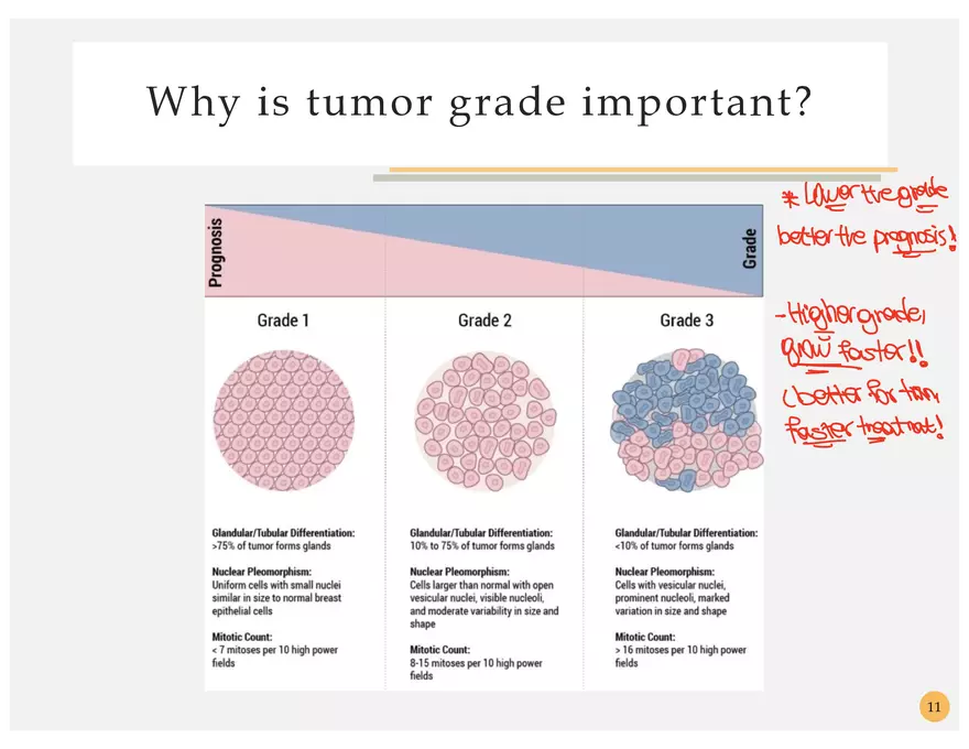 Oncology Terminology - Page 20