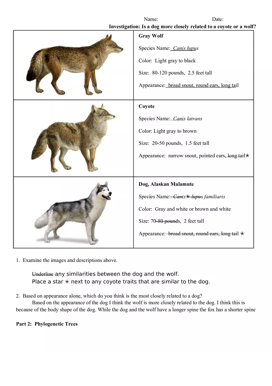 Investigation Is a Dog More Closely Related to a Coyote or a Wolf - Page 1