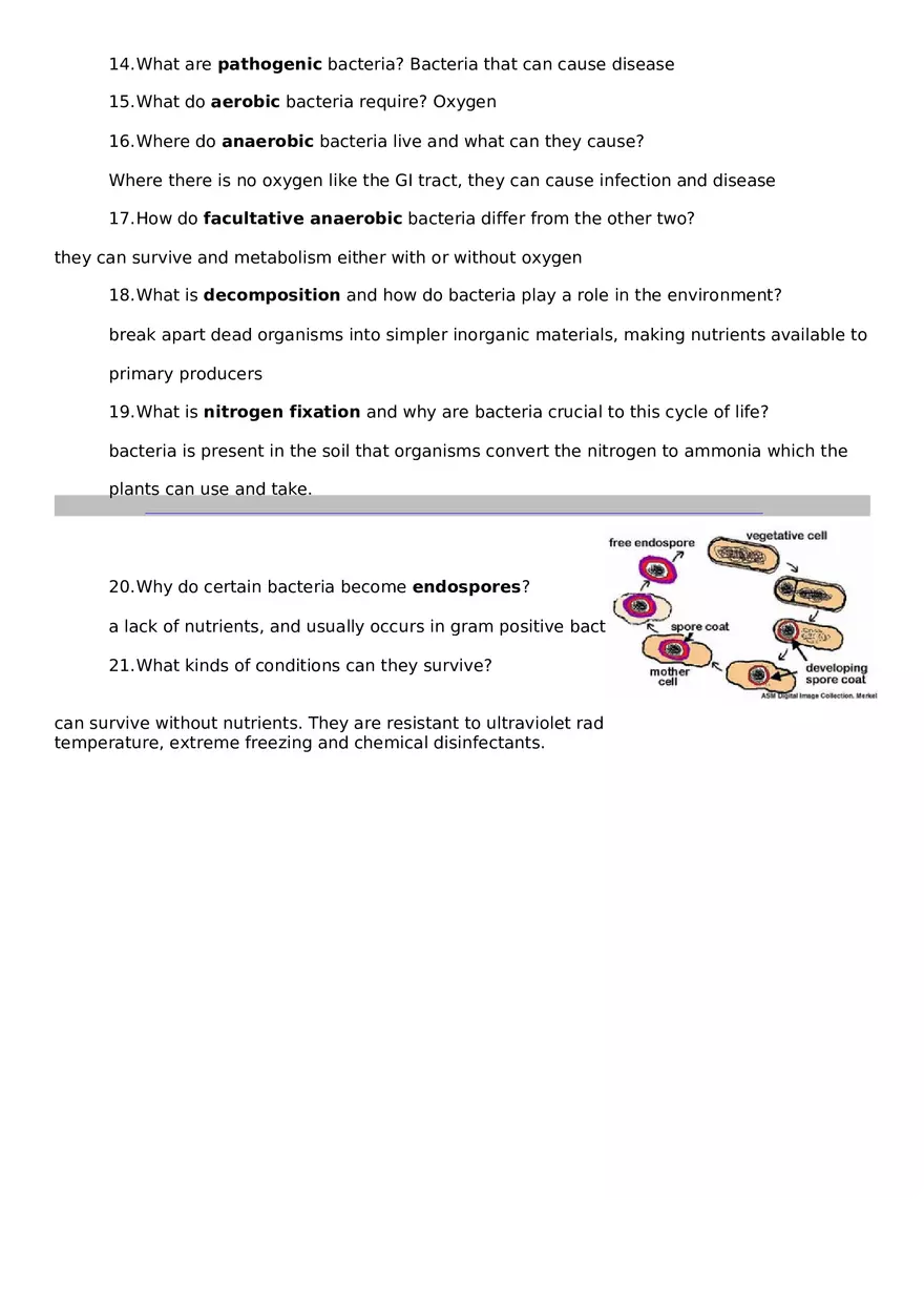 Bacteria Webquest - Page 4