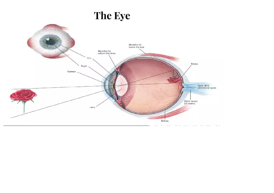 Unit 3 The Eye-Vision - Page 1