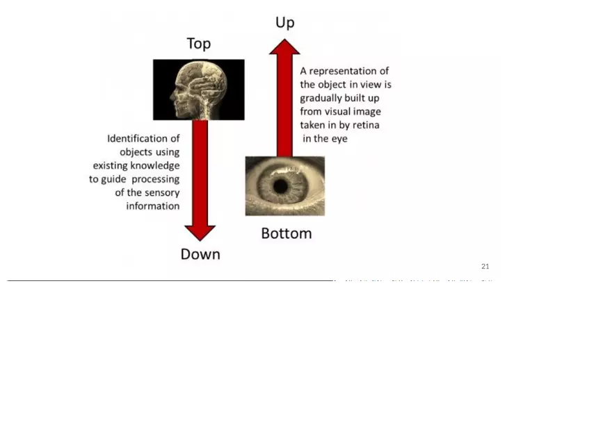 Unit 3 Principles of Sensation - Page 11