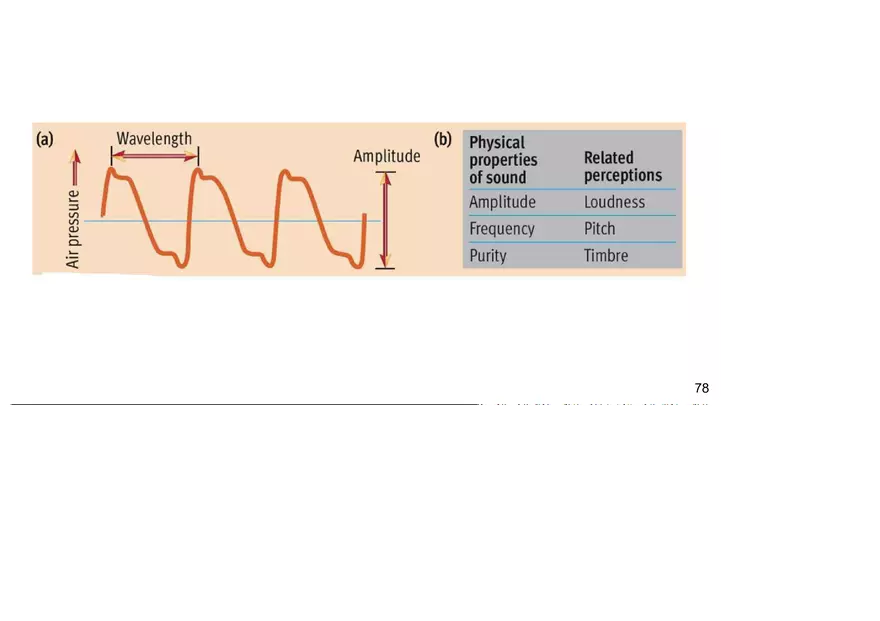 Unit 3 The Ear-Auditory - Page 11