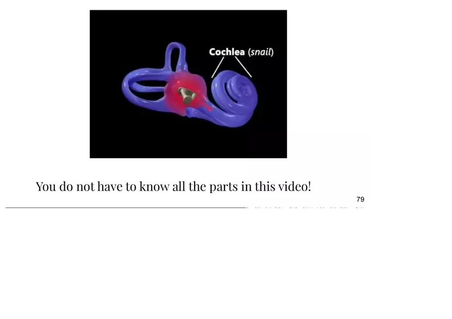 Unit 3 The Ear-Auditory - Page 12