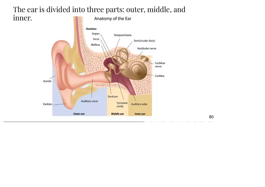 Unit 3 The Ear-Auditory - Page 13