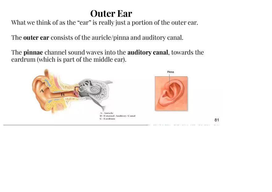 Unit 3 The Ear-Auditory - Page 14