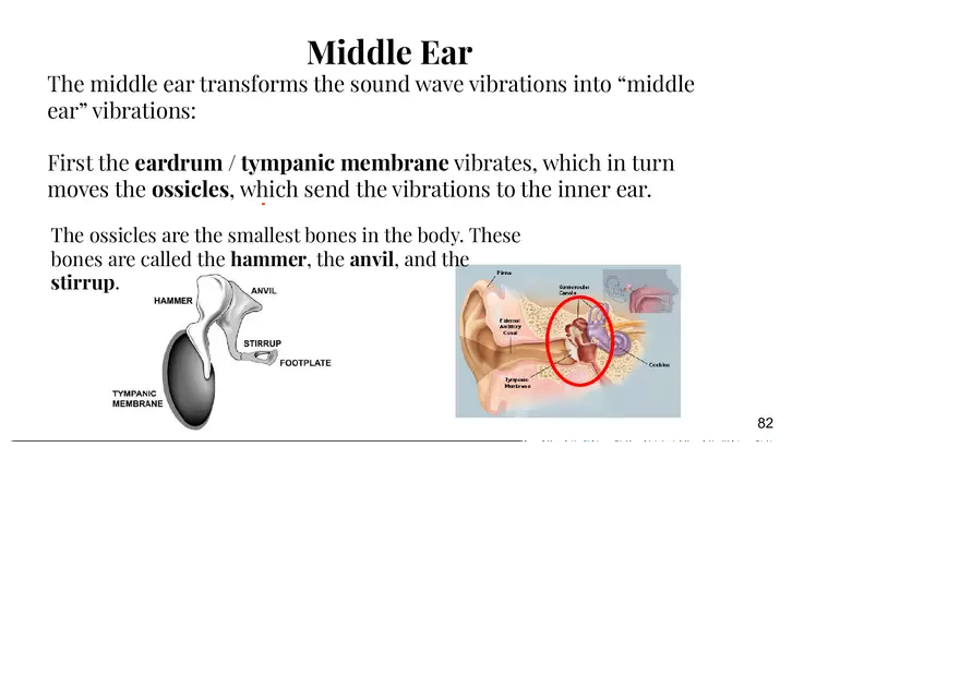 Unit 3 The Ear-Auditory - Page 15