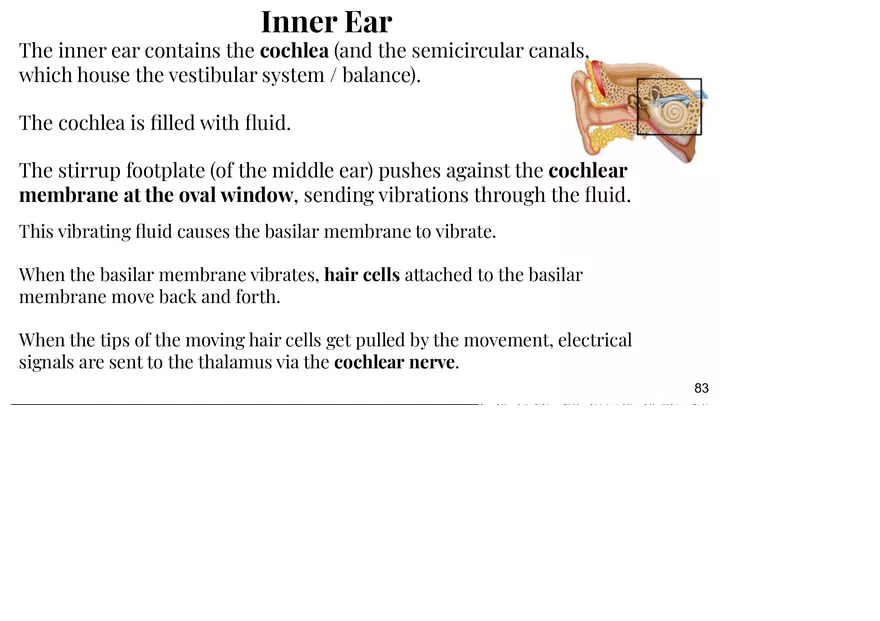 Unit 3 The Ear-Auditory - Page 16