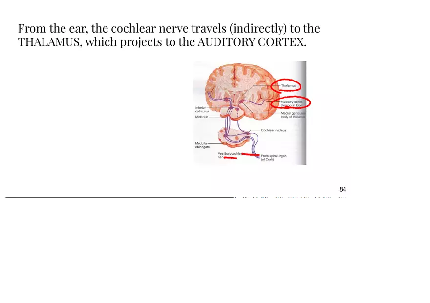 Unit 3 The Ear-Auditory - Page 17