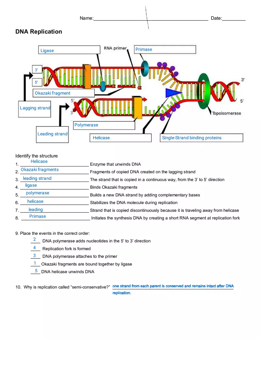 DNA Replication Worksheet - Page 1