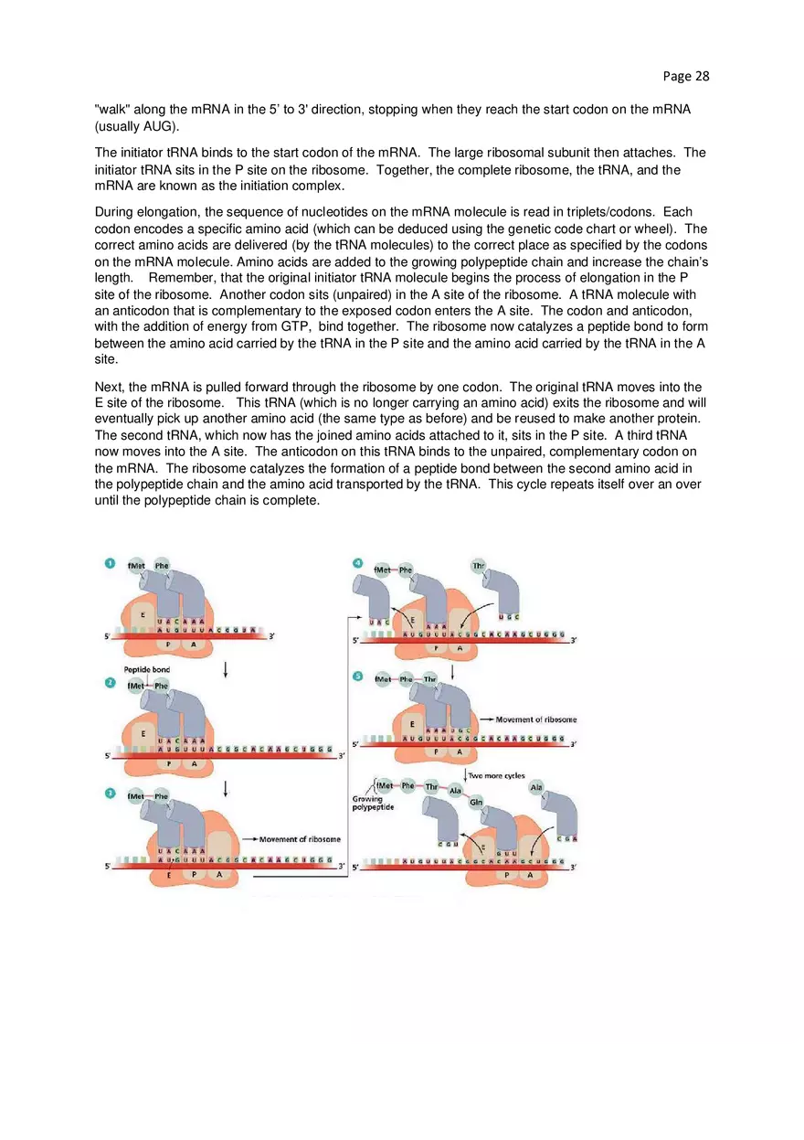 Biology Cheat Sheet - Page 21