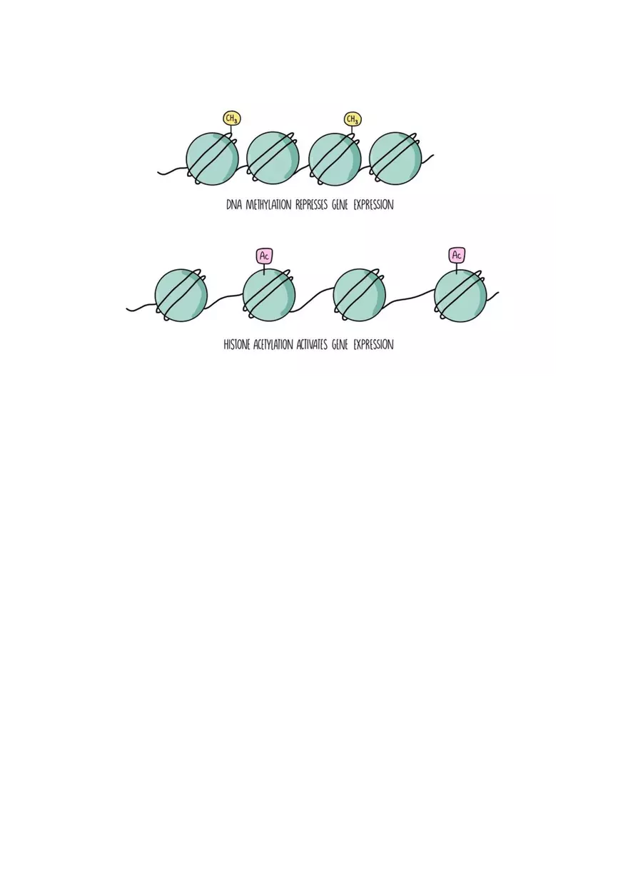 Topic 3: Cell Differentiation and Variation - Page 7