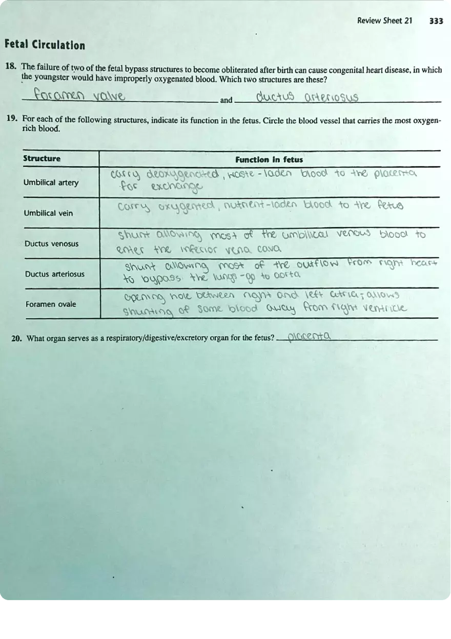 Review Sheet Exercise 21 Anatomy of Blood Vessels - Page 7