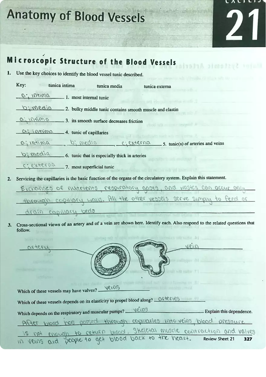 Review Sheet Exercise 21 Anatomy of Blood Vessels - Page 1