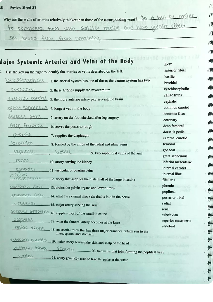 Review Sheet Exercise 21 Anatomy of Blood Vessels - Page 2