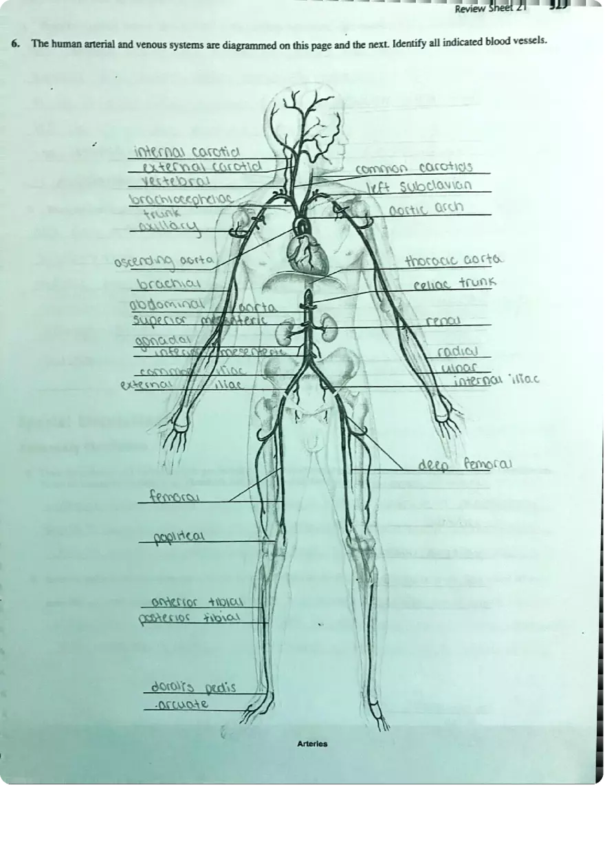 Review Sheet Exercise 21 Anatomy of Blood Vessels - Page 3