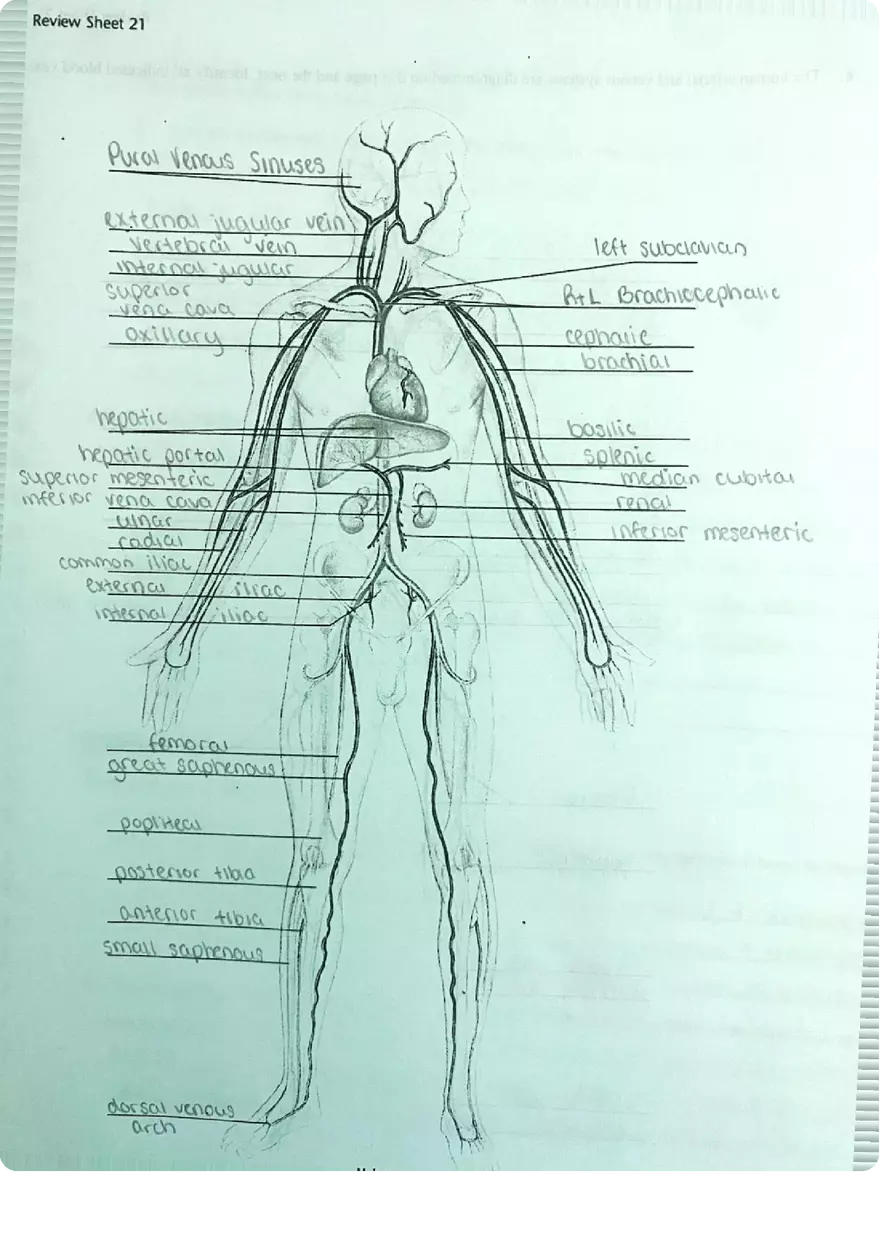 Review Sheet Exercise 21 Anatomy of Blood Vessels - Page 4