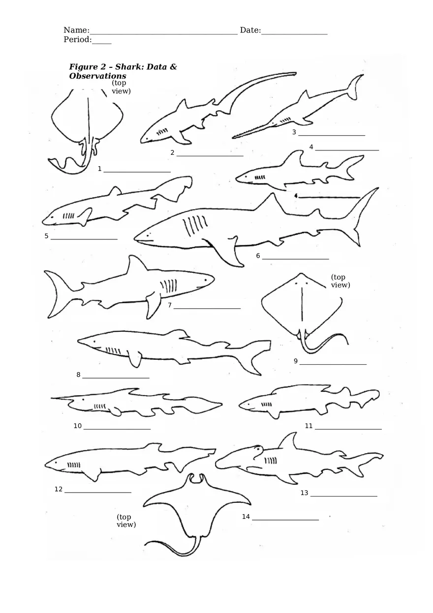 Classifying Sharks Using a Dichotomous Key - Page 4