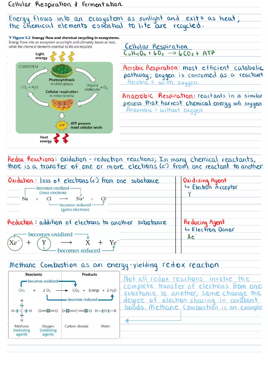 Cellular Respiration & Fermentation Notes - Page 1
