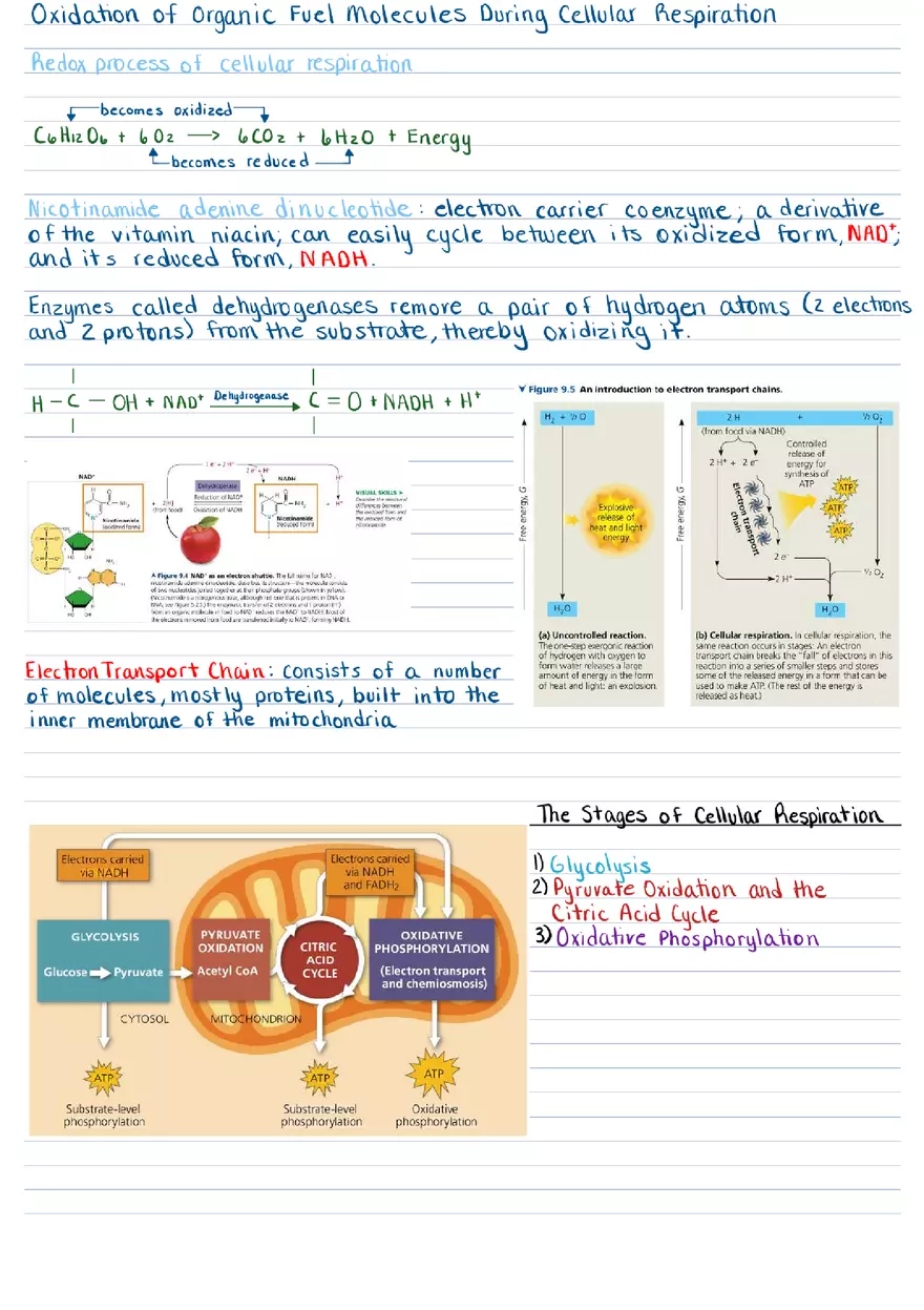 Cellular Respiration & Fermentation Notes - Page 2