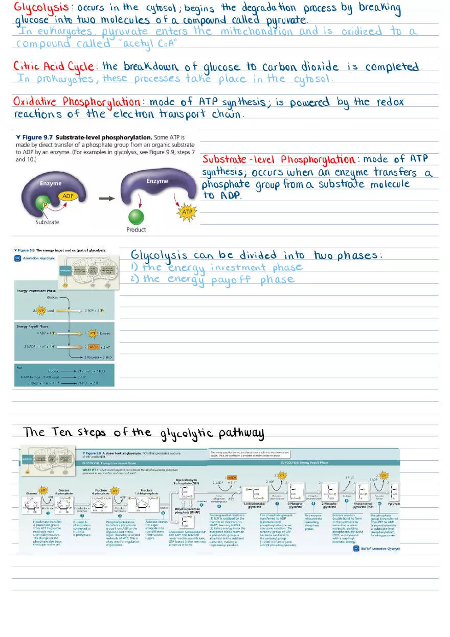Cellular Respiration & Fermentation Notes - Page 3