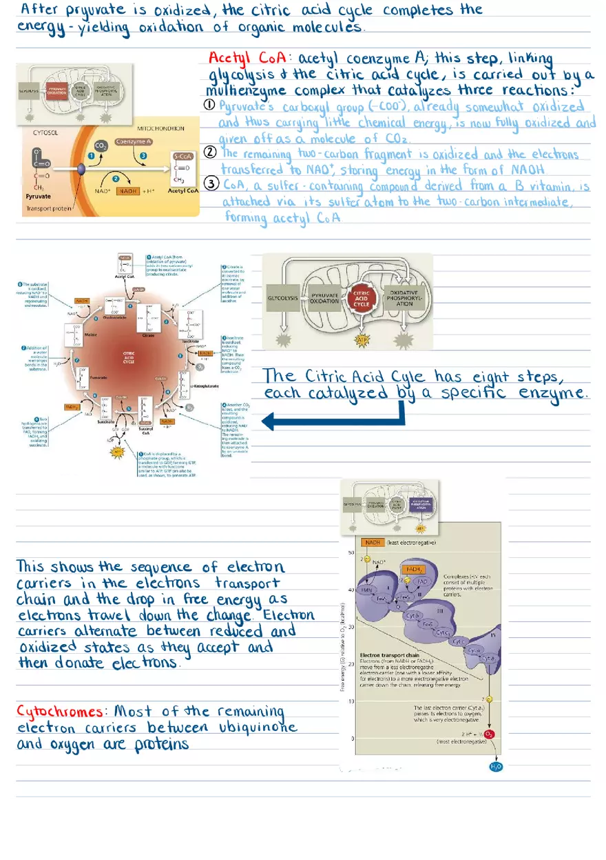 Cellular Respiration & Fermentation Notes - Page 4
