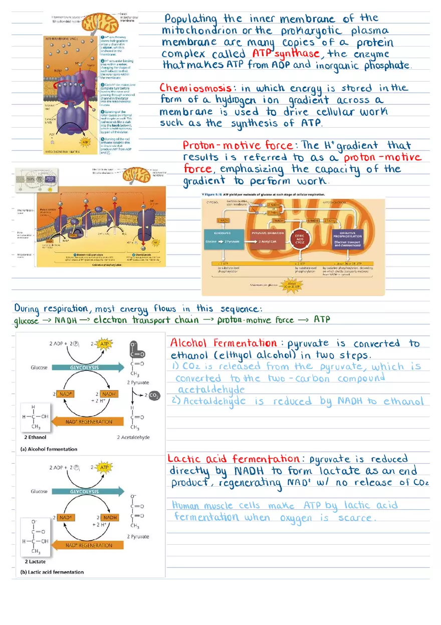 Cellular Respiration & Fermentation Notes - Page 5