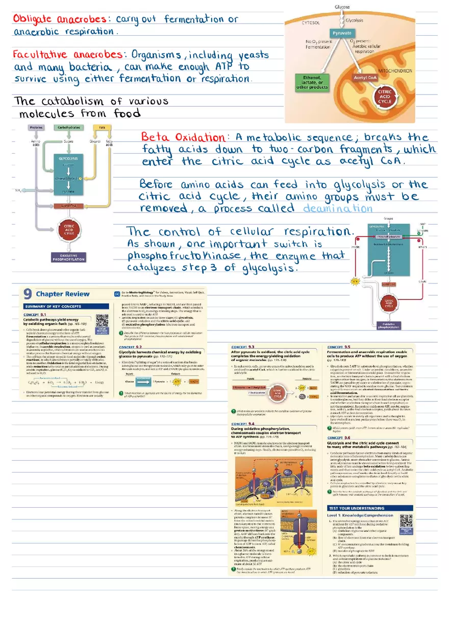 Cellular Respiration & Fermentation Notes - Page 6