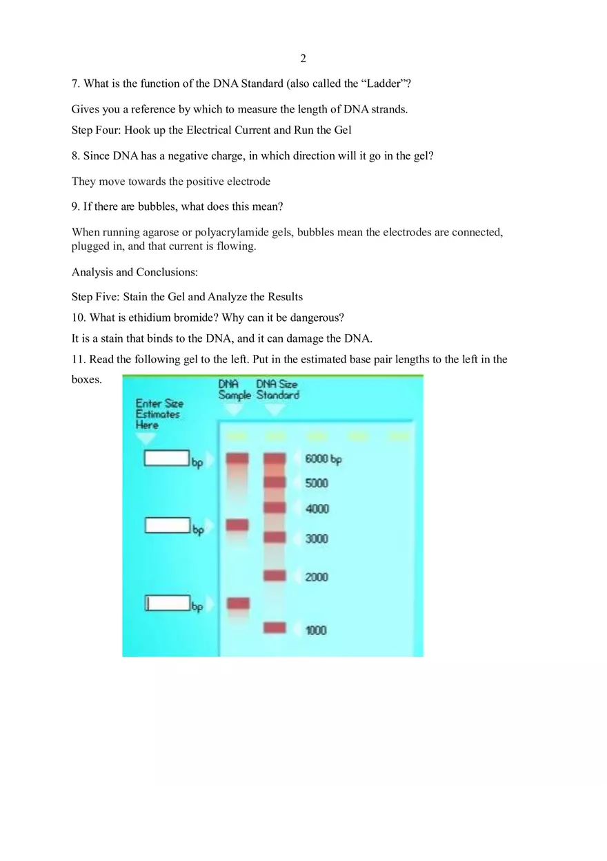 Lab 7B Gel Electrophoresis - Page 3