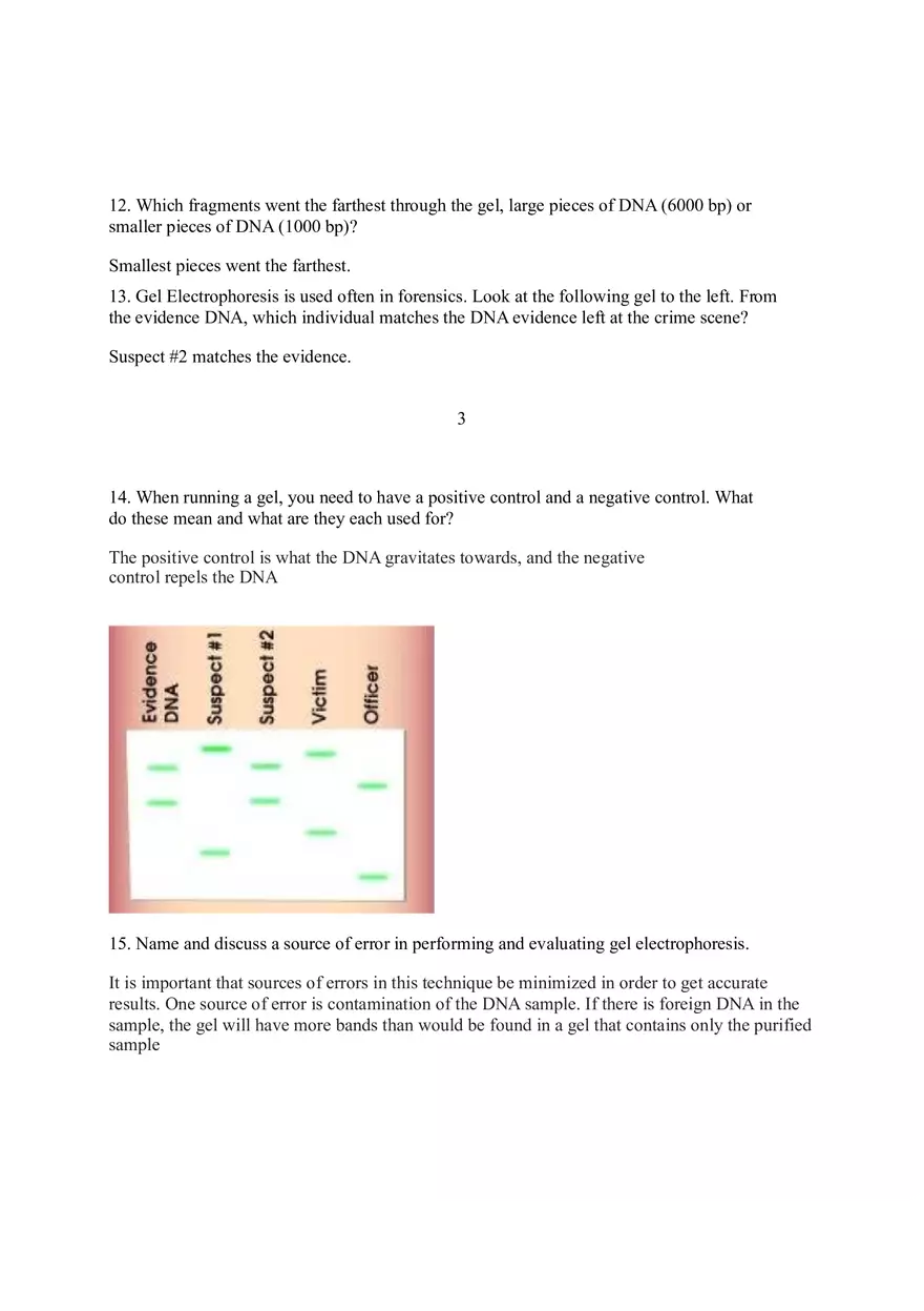 Lab 7B Gel Electrophoresis - Page 4