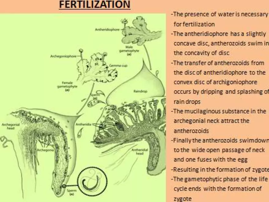 Marchantia - Study Presentation - Page 7