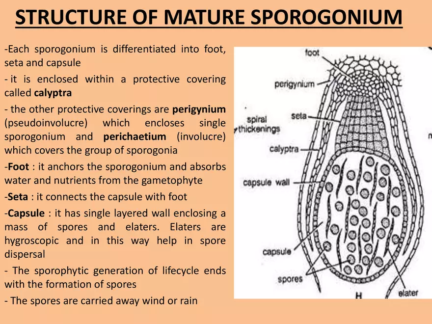 Marchantia - Study Presentation - Page 9