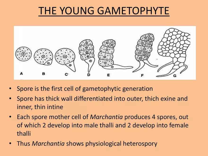 Marchantia - Study Presentation - Page 10