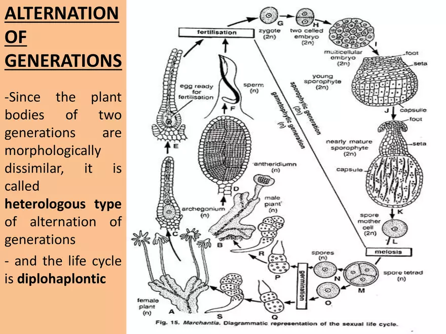 Marchantia - Study Presentation - Page 11