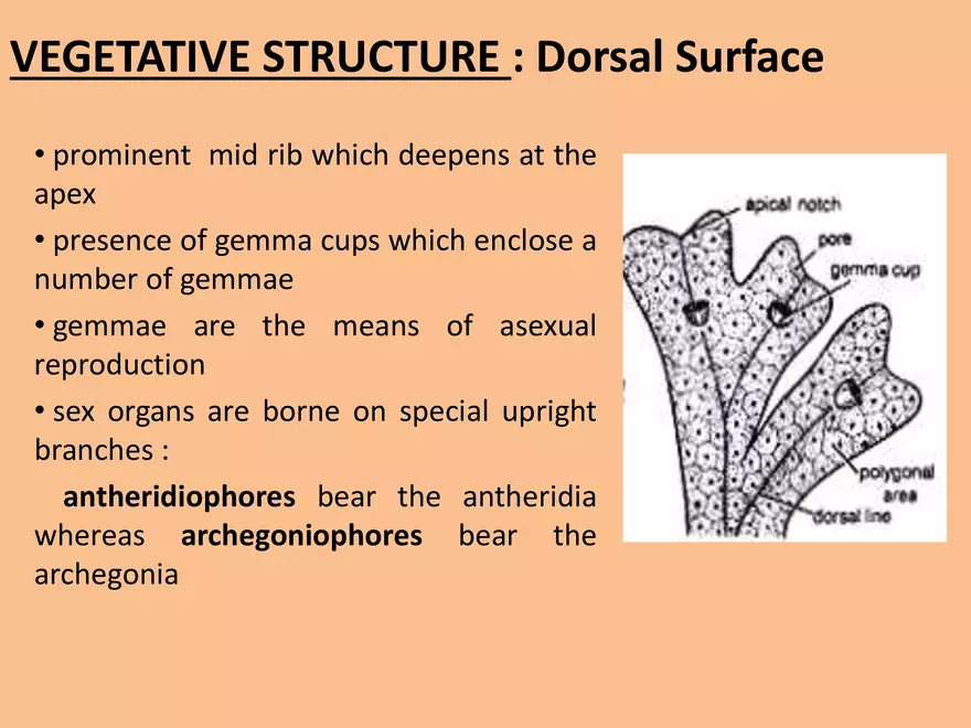 Marchantia - Study Presentation - Page 15