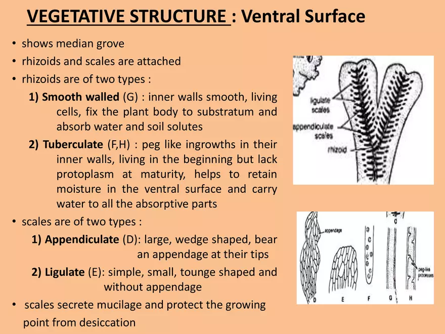 Marchantia - Study Presentation - Page 16