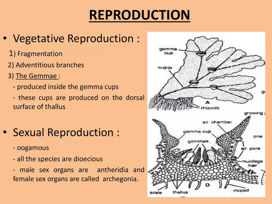 Marchantia - Study Presentation - Page 18