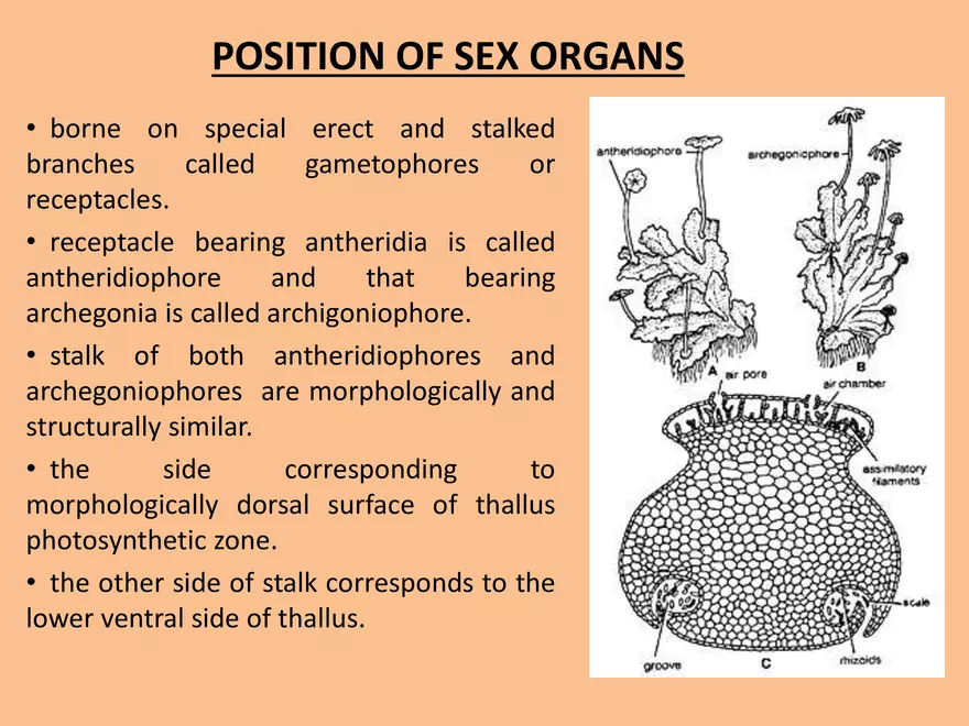 Marchantia - Study Presentation - Page 19